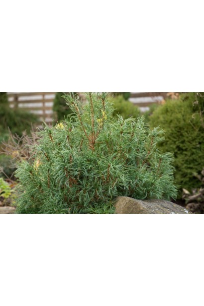 Карликова сосна веймутова Tiny Curls із густою, закрученою світло-зеленою хвою.